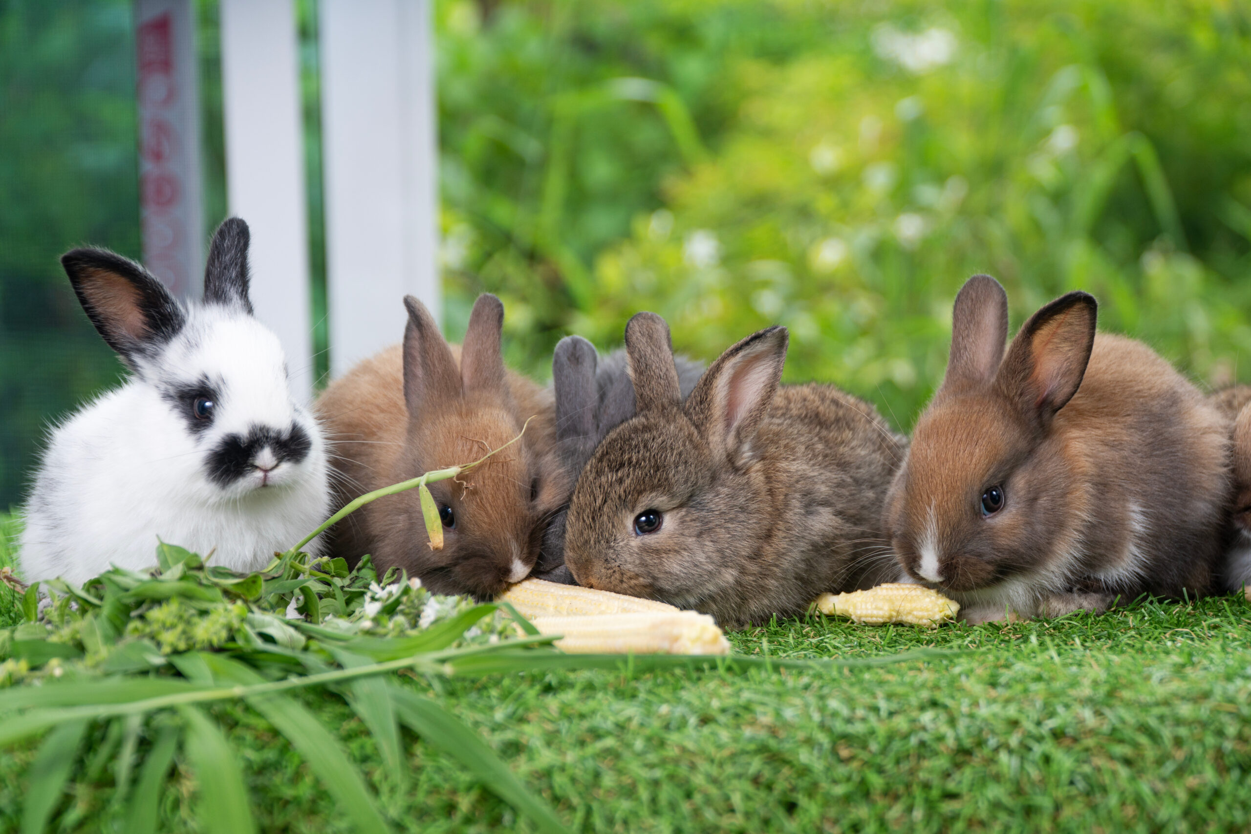 gesunde, gutgelaunte Kaninchen genießen ihre Mahlzeit